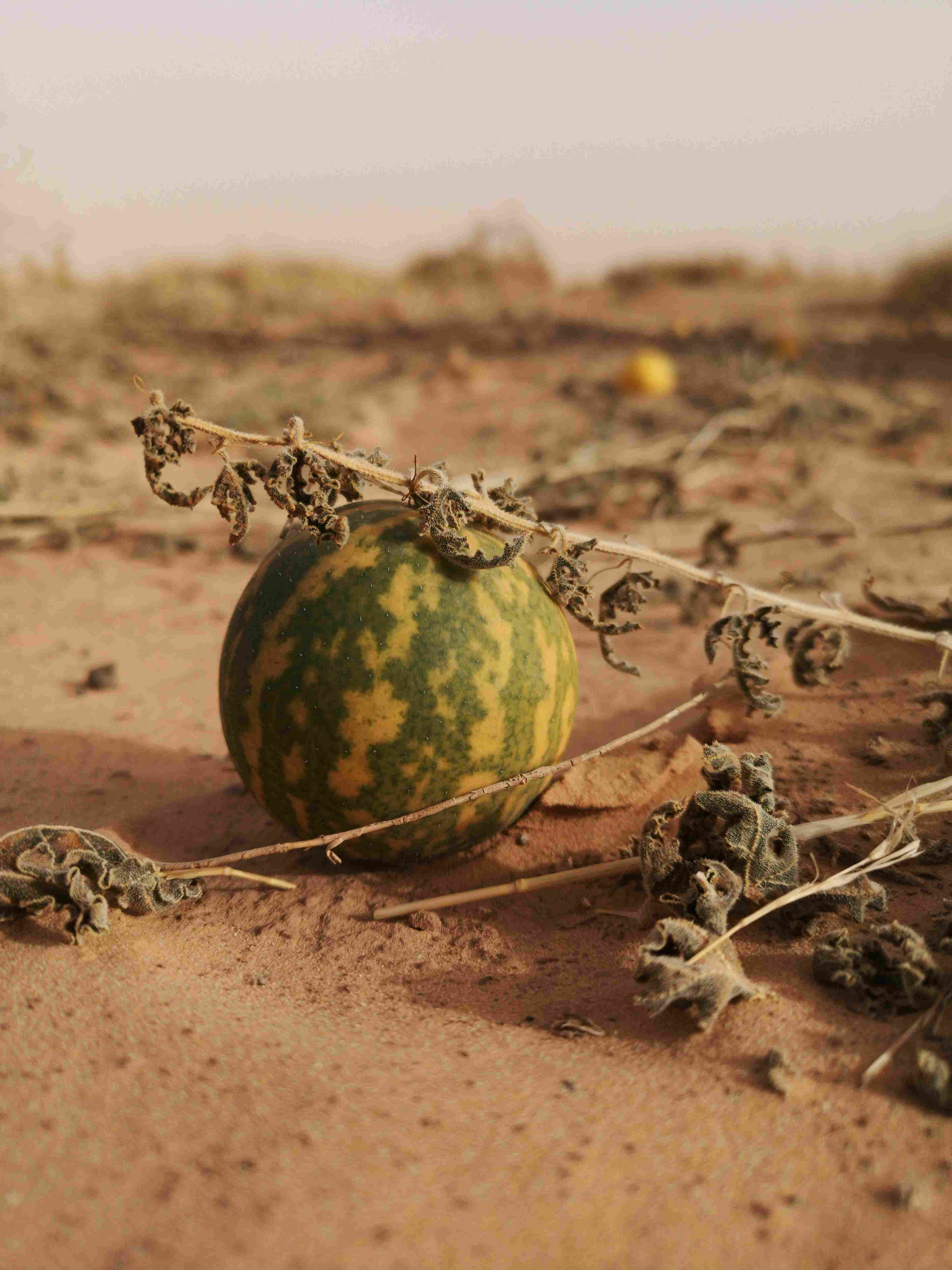 fermentation. He also calls for breaking up corporate monopolies, increasing soil science funding to reduce fertilizer dependency, and involving