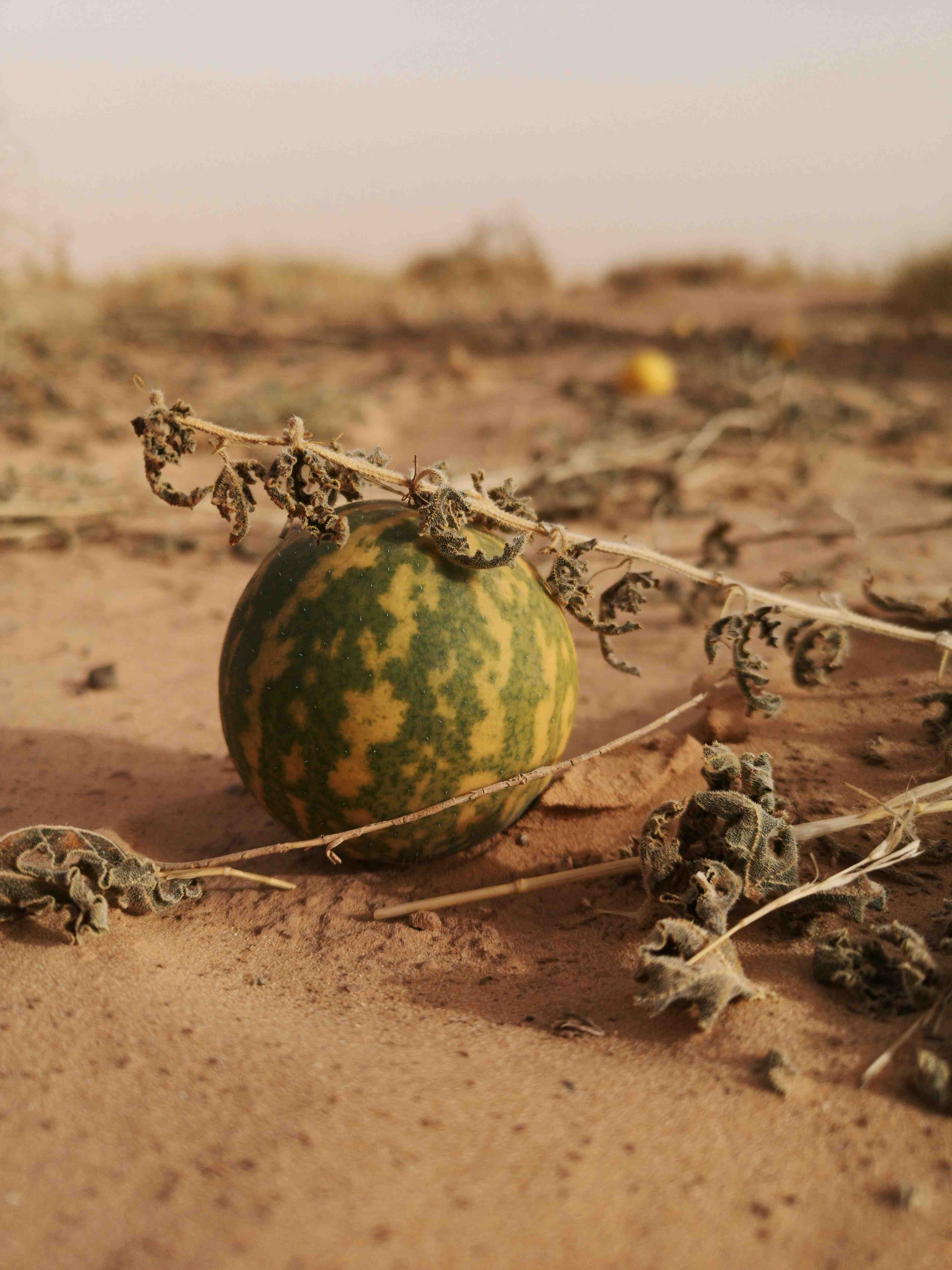 fermentation. He also calls for breaking up corporate monopolies, increasing soil science funding to reduce fertilizer dependency, and involving